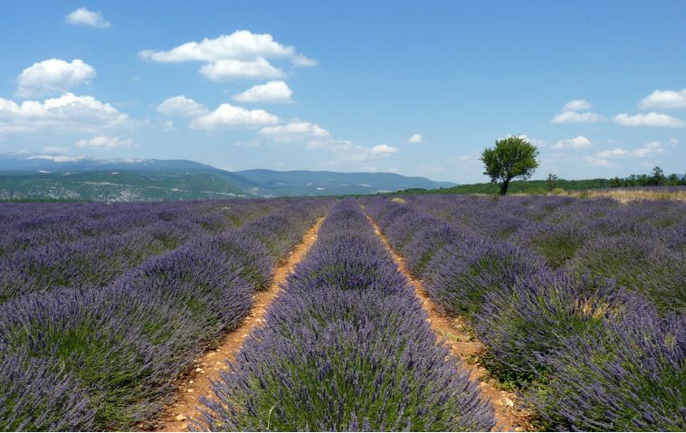 champs de lavande